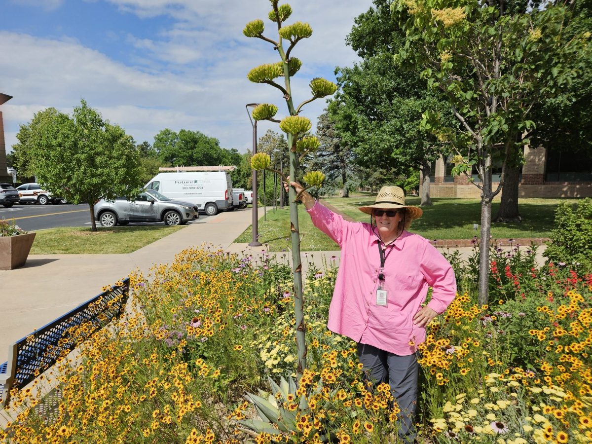 Westminster’s 25-year-old agave plant is ready to bloom, a rare event for the city hall transplant