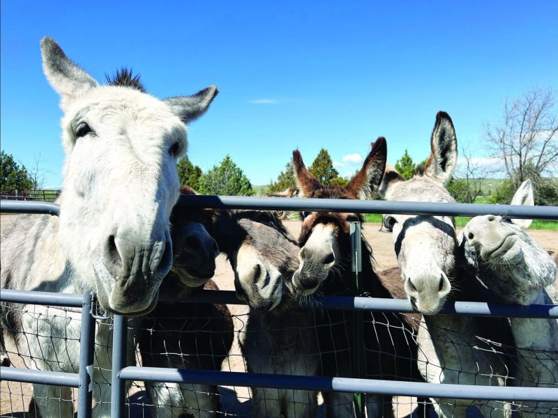 A friendly group of burros eagerly awaits a treat. The white donkey on the far left, named Lenny, is a mammoth donkey.