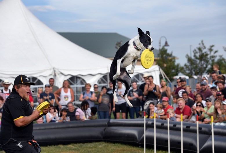 A dog catches a frisbee in front of a crowd.