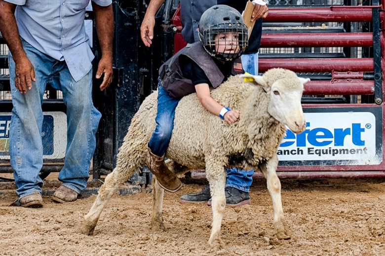 A little boy holds onto a sheep at a rodeo.