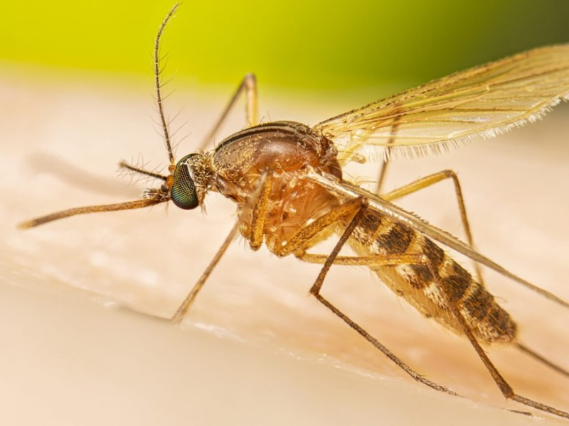 Weld County mosquitos test positive for West Nile virus