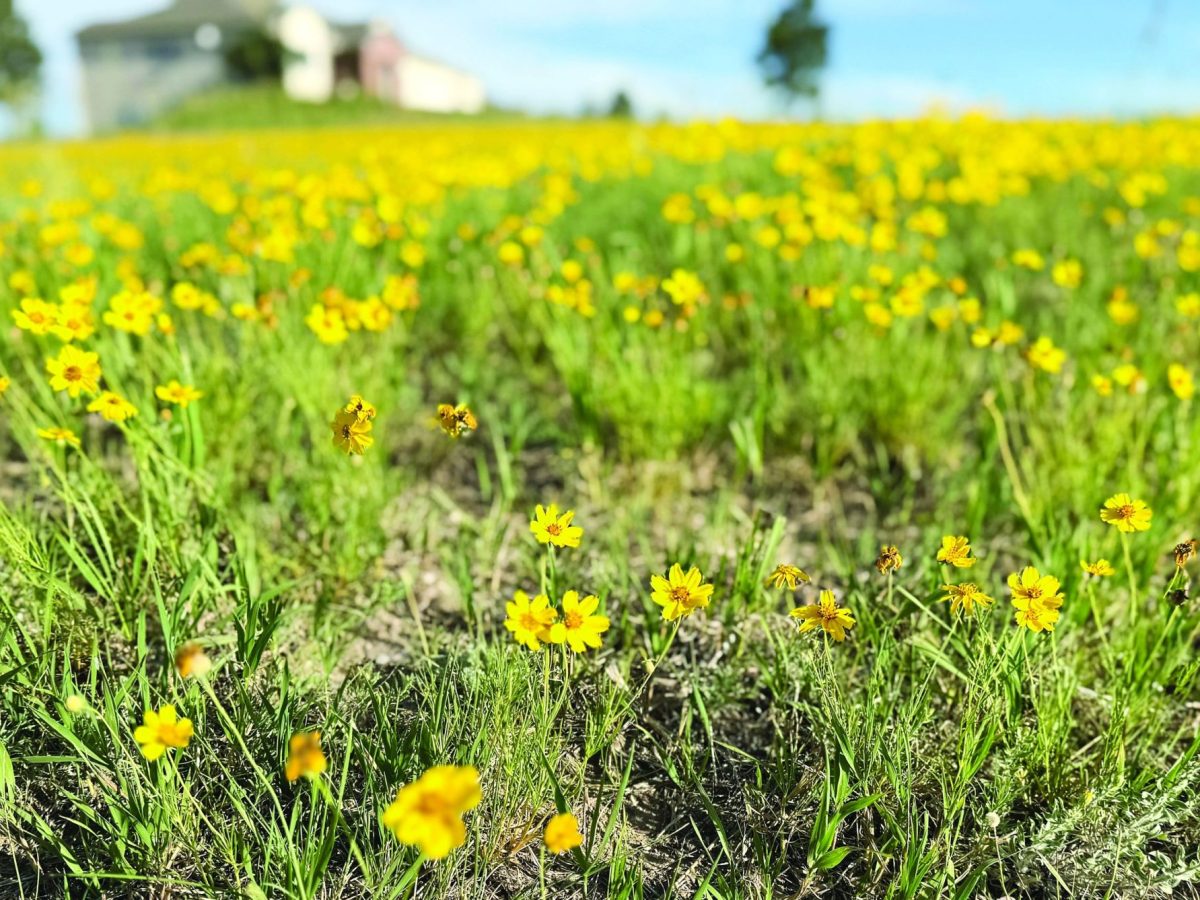 Flowers beautify Elbert County hillsides