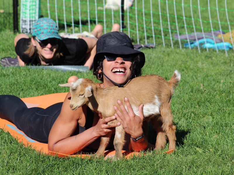 Instructor Patricia Bruce smiles while moving a goat out of the way during the Golden Community Center's baby goat yoga class on June 22.