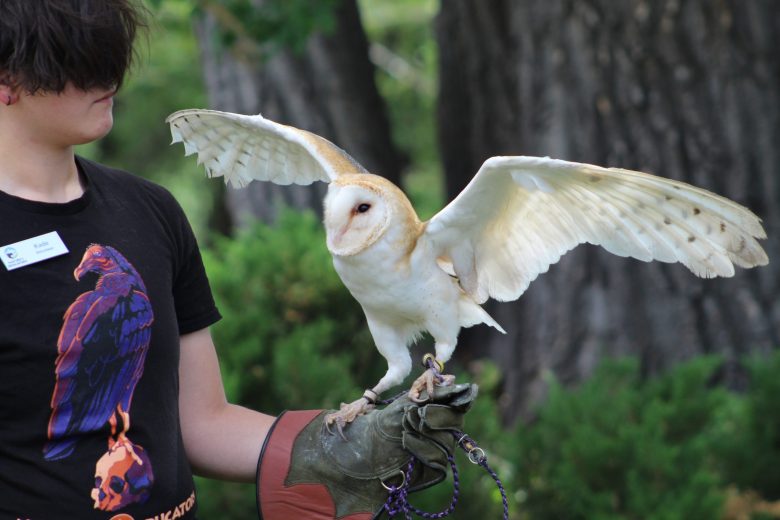Comet the barn owl spreads his wings during the July 15 Nature's Educators Talon Talk at the Golden Library