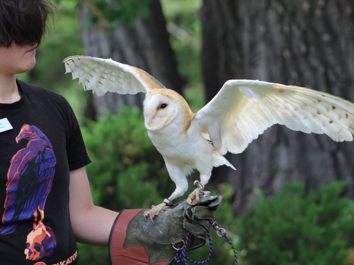 Prey Tell: Families learn about raptors at Jeffco Public Library’s Talon Talk