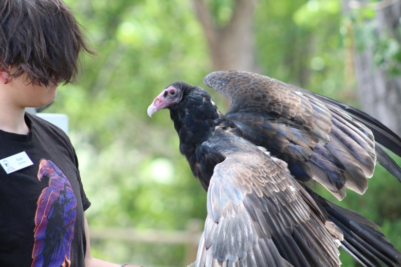 Nature's Educators volunteer Kade Rodenbeck displays Sashimi the turkey vulture for the crowd at the July 15 Talon Talk.