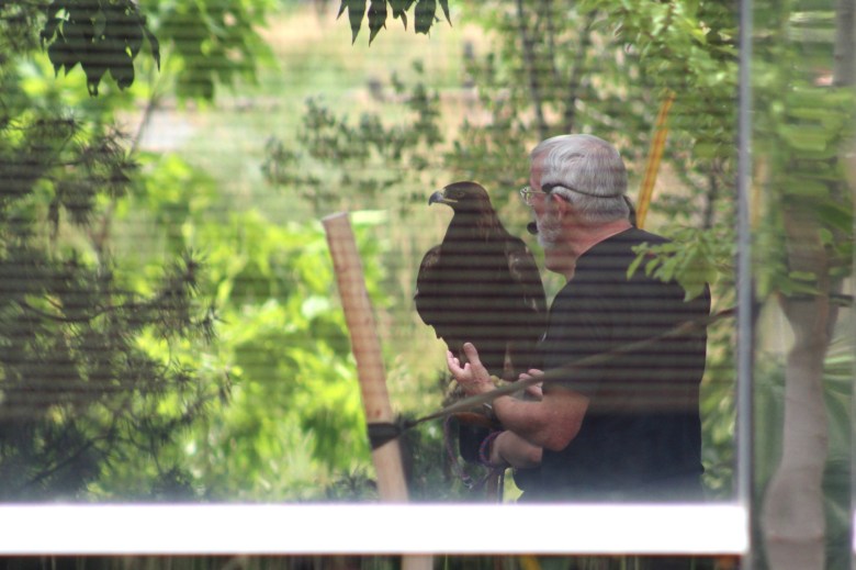As seen reflected in a window outside Golden City's Hall, Gaia the golden eagle surveys the crowd at the July 15 Nature's Educators Talon Talk at the Golden Library.