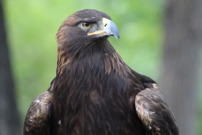Gaia the golden eagle surveys the crowd at the July 15 Nature's Educators Talon Talk at the Golden Library