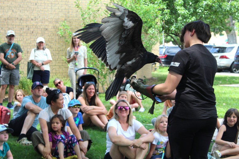 Nature's Educators volunteer Kade Rodenbeck displays Sashimi the turkey vulture for the crowd at the July 15 Talon Talk
