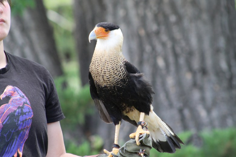 Nature's Educators volunteer Kade Rodenbeck displays Salvador the crested caracara for the crowd at the July 15 Talon Talk.