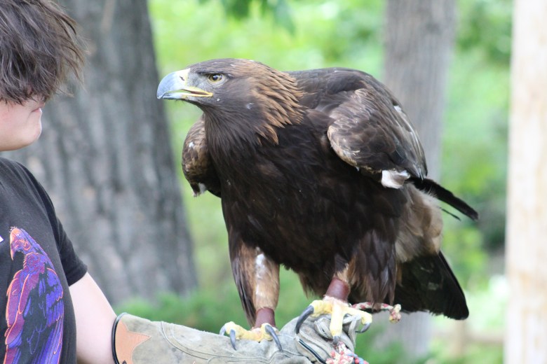 Gaia the golden eagle slightly opens her beak at the July 15 Nature's Educators Talon Talk at the Golden Library.