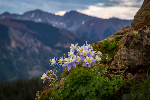 columbine flowers on the side of a mountain