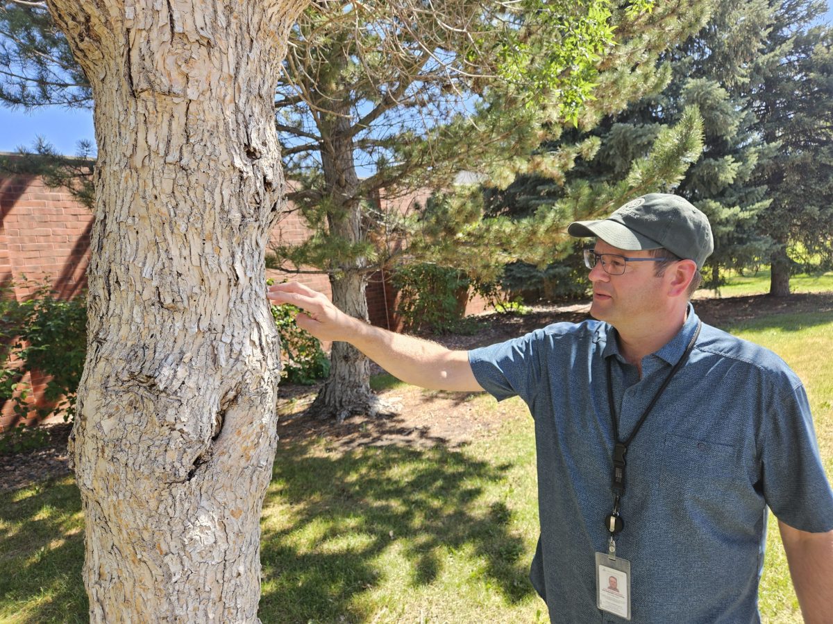 Westminster’s ash trees under attack from a voracious enemy