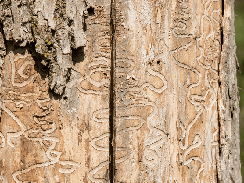 The invasive beetle gutting Arvada’s ash trees