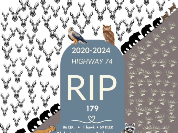 Stats show 180 wild animals died on Evergreen’s Highway 74 in four-year period